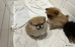Pomeranian dogs for sale: Two 8 week old Pomeranian puppies  - Image 7