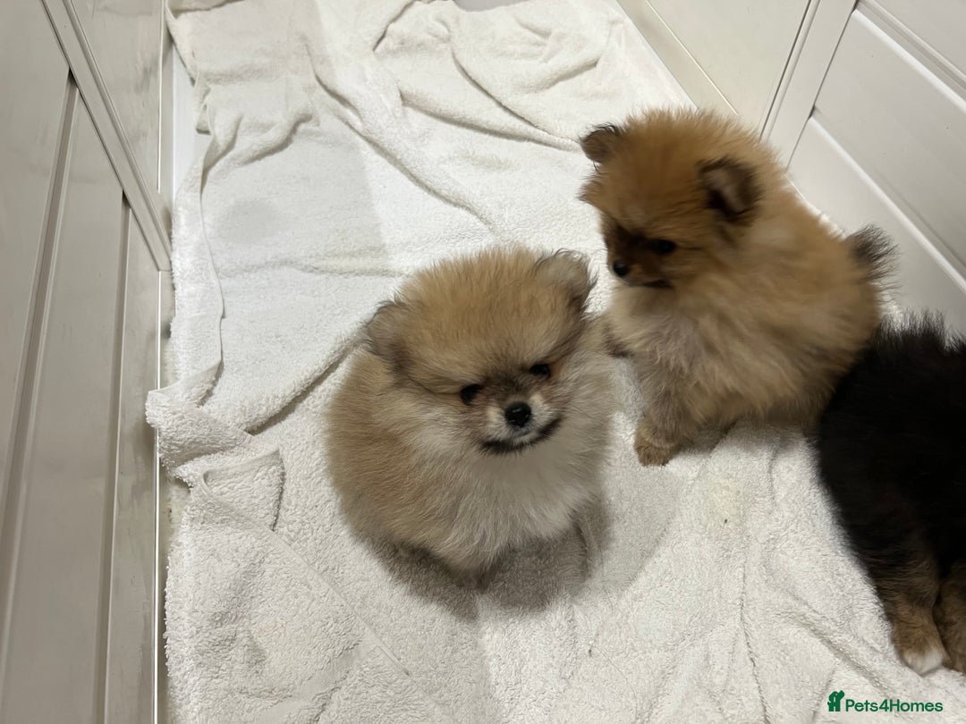 Pomeranian dogs for sale: Two 8 week old Pomeranian puppies  - Image 7