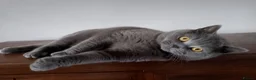 British Shorthair cats for sale: British Blue male for sale - Advert 1