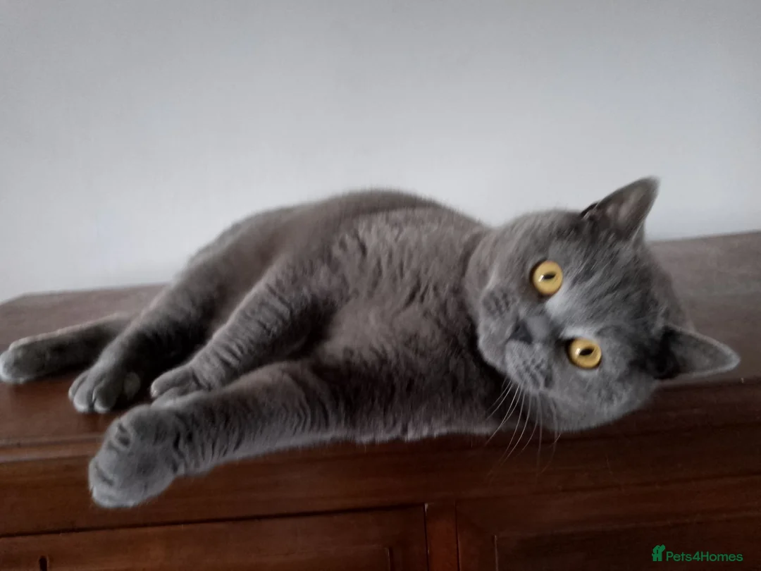 British Shorthair cats for sale: British Blue male for sale - Advert 1