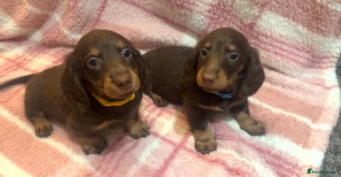 Miniature Dachshund dogs - Advert 10