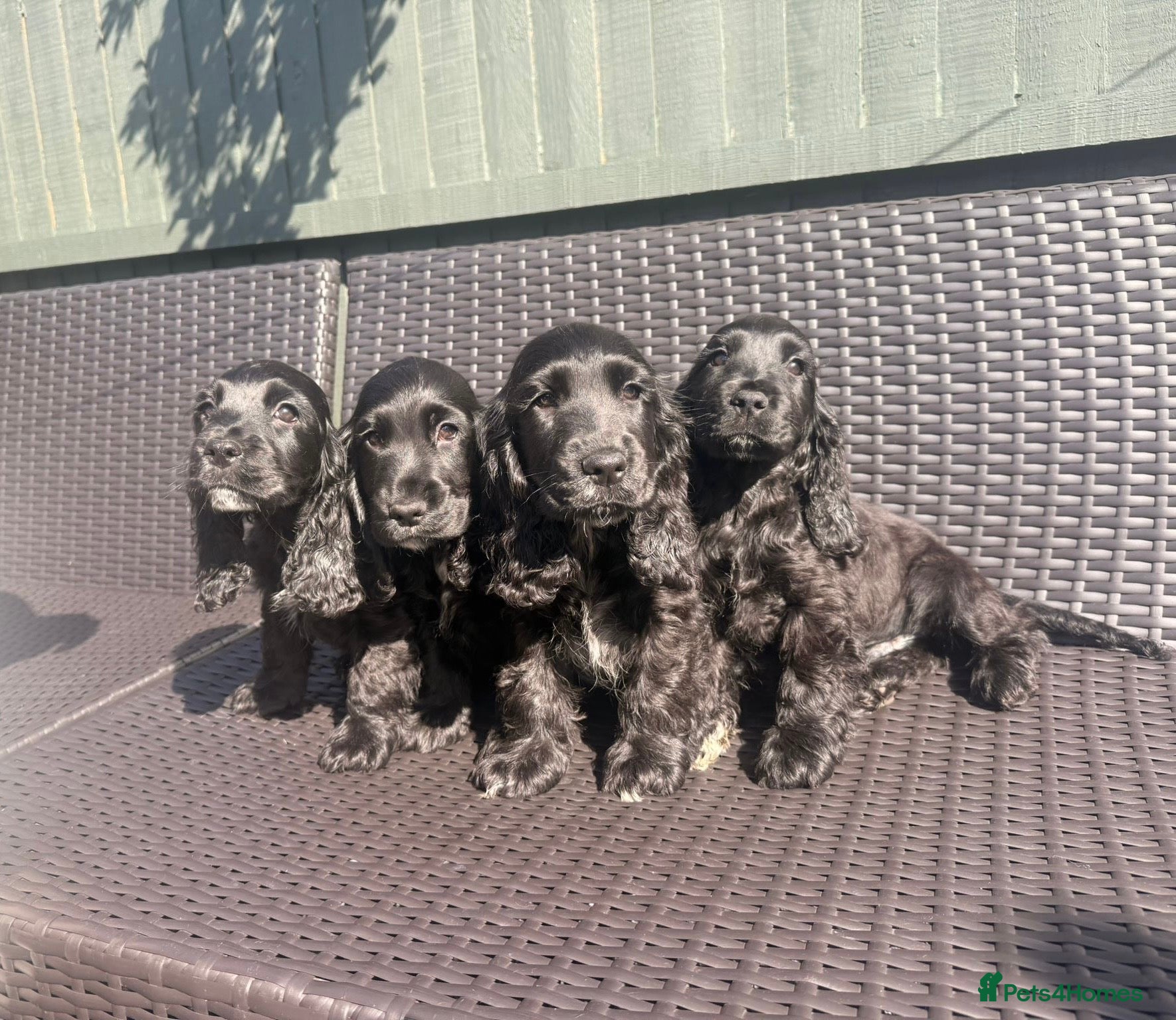 Cocker Spaniel dogs Pure Bred English Cocker Spaniel  - Advert 4