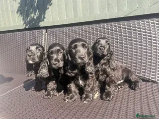 Cocker Spaniel dogs Pure Bred English Cocker Spaniel - Advert 4