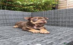 American Bully dogs for sale: 3 Stunning Pocket American bully  - Image 7