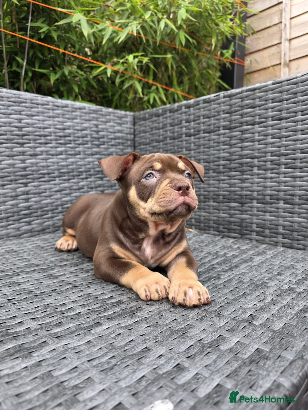 American Bully dogs for sale: 3 Stunning Pocket American bully  - Image 7