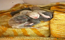 Ragdoll cats for sale: Ragdoll x British blue  - Image 2