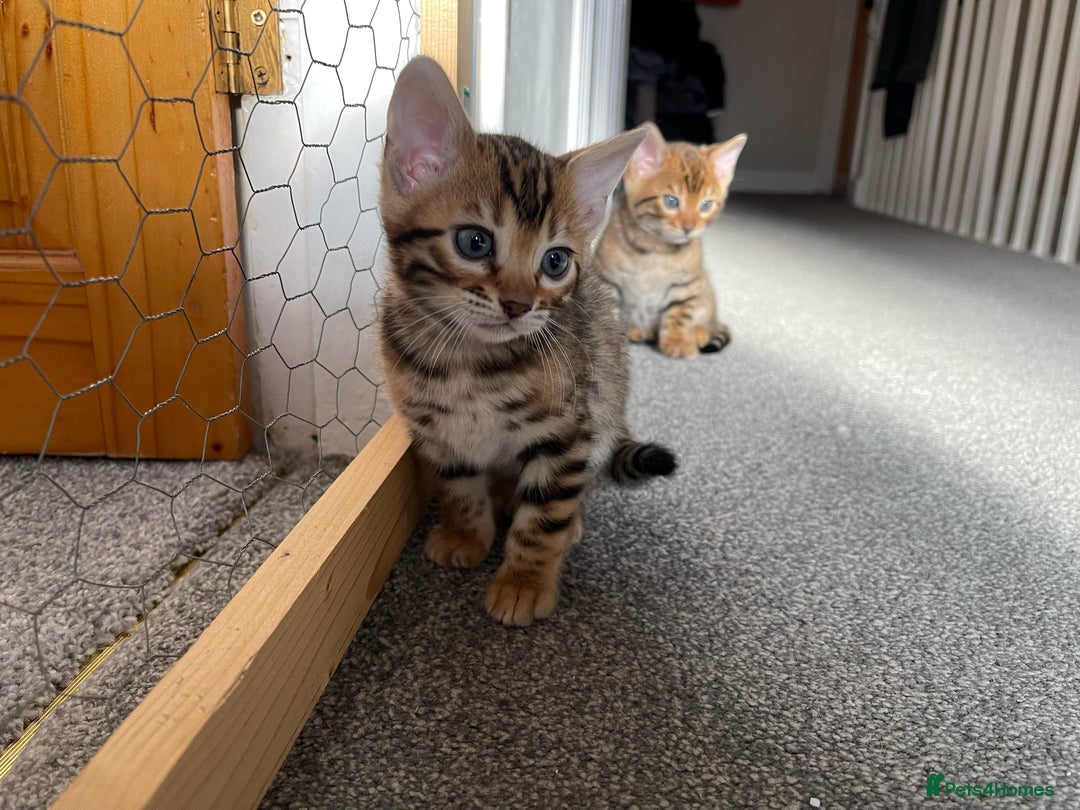 Bengal cats for sale: 💕 Pedigree Rosetted bengal kittens 💕 - Image 4