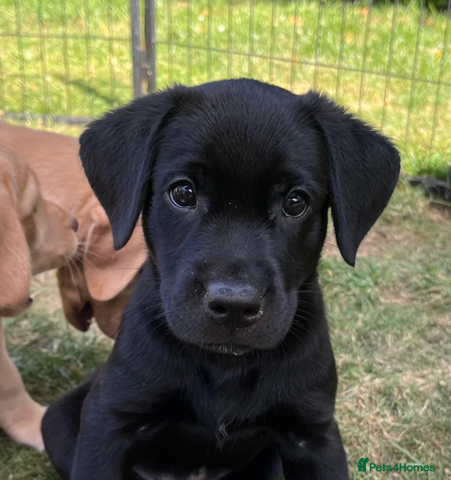 Labrador Retriever dogs Confident, Clever KC Working Labrador Puppies - Advert 19