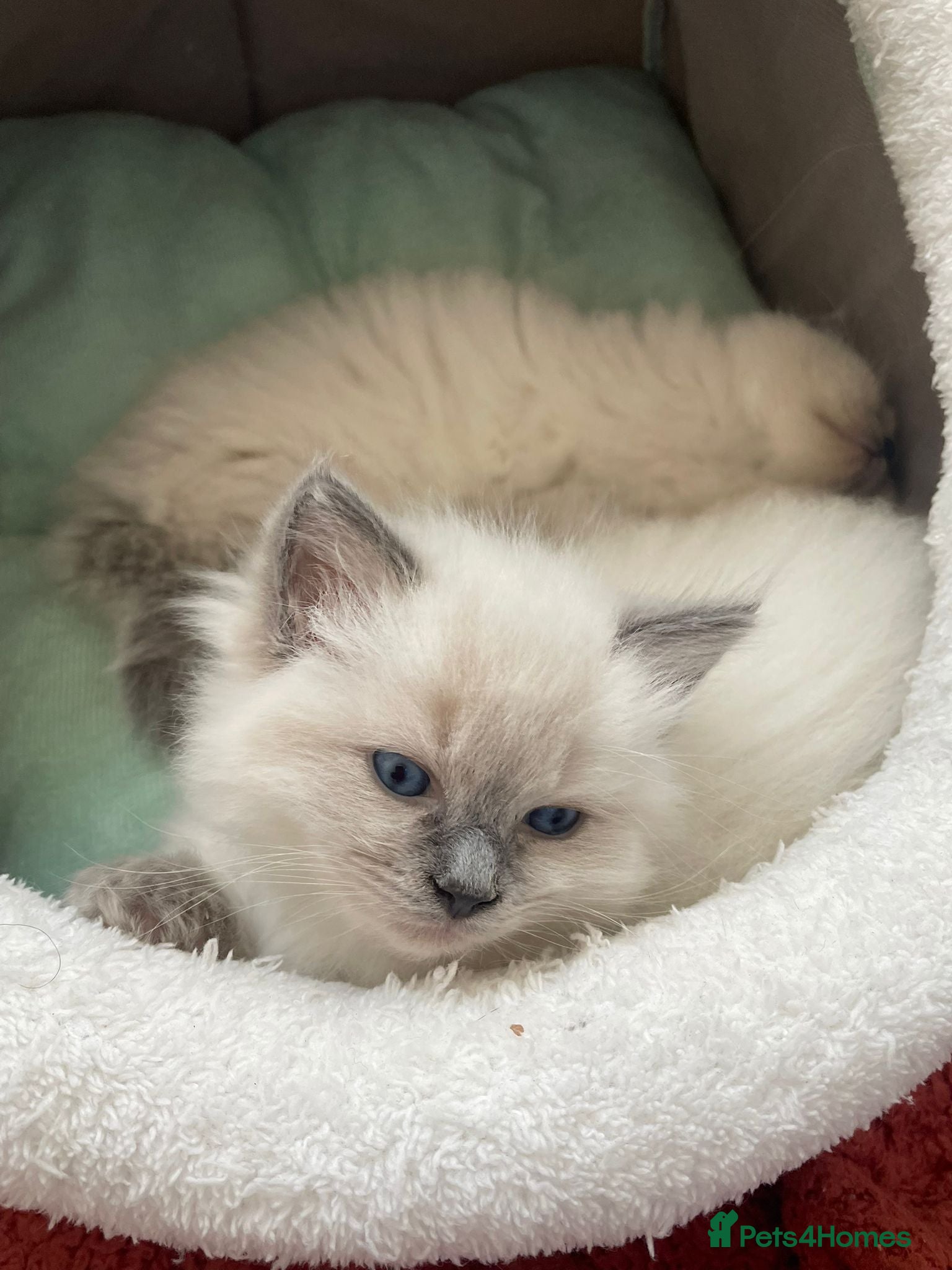 Ragdoll cats 🐱Luxury Ragdoll kittens🐱Beautiful BluePoint🐱 - Advert 1