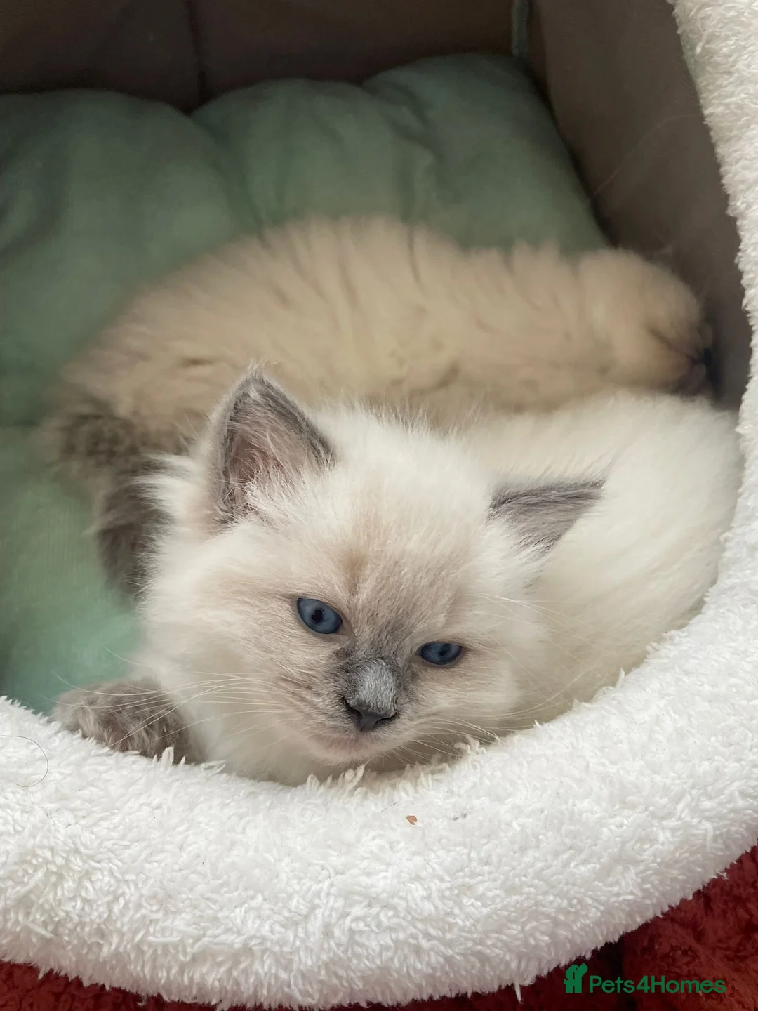 Ragdoll cats for sale: 🐱Luxury Ragdoll kittens🐱Beautiful BluePoint🐱 - Advert 1