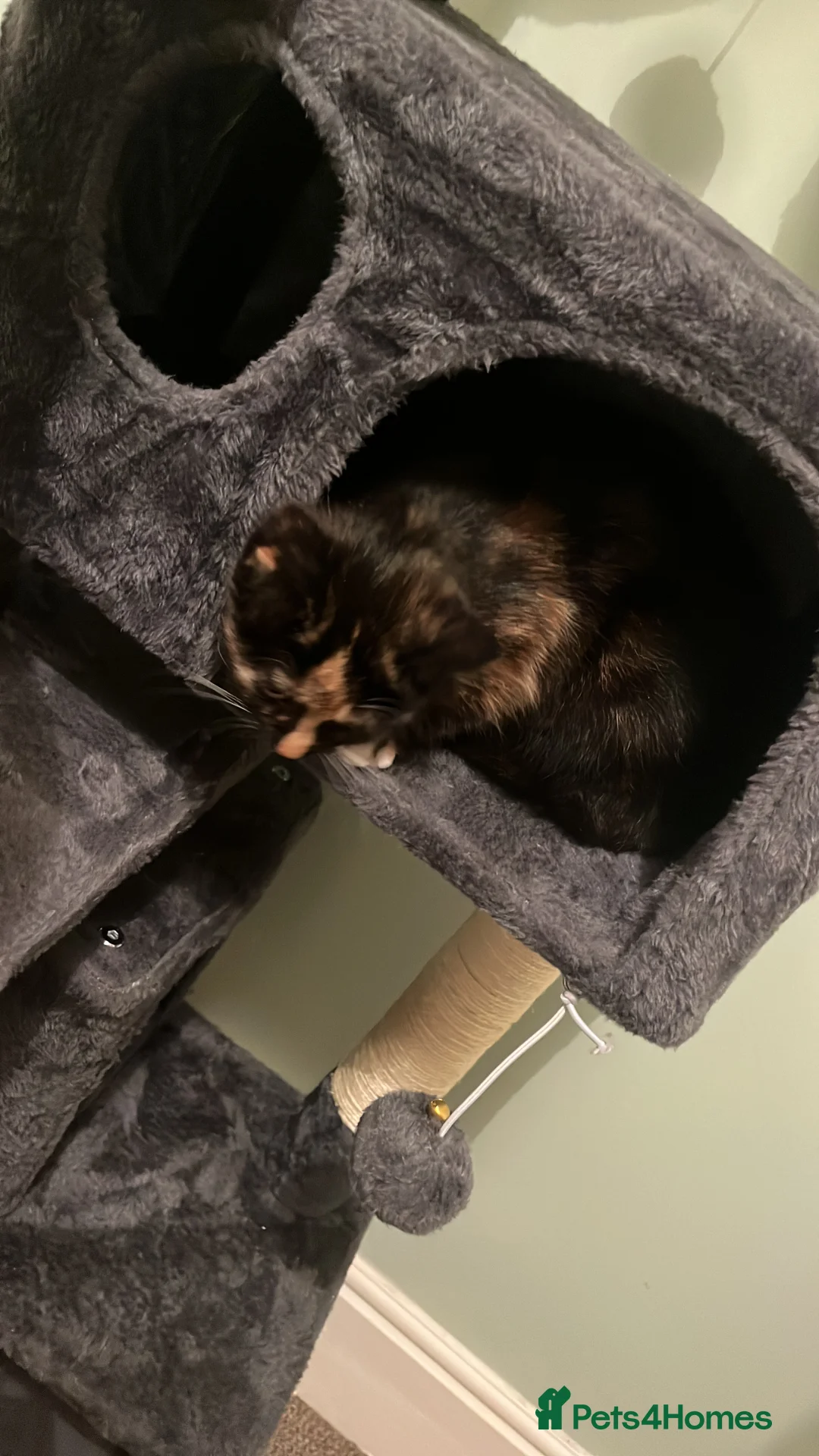 Ragdoll cats for sale: 2 female half ragdoll kittens  - Advert 2