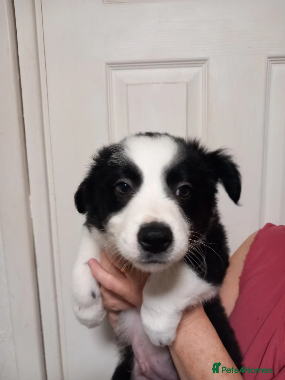 Border Collie dogs for sale: Pure breed border collies  - Advert 8