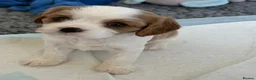 Cavalier King Charles Spaniel dogs for sale: DNA Tested Cavalier King Charles Spaniels Puppies - Advert 6