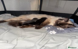 Ragdoll cats for sale: Beautiful Ragdoll X Kittens For Sale 🐾  - Image 24
