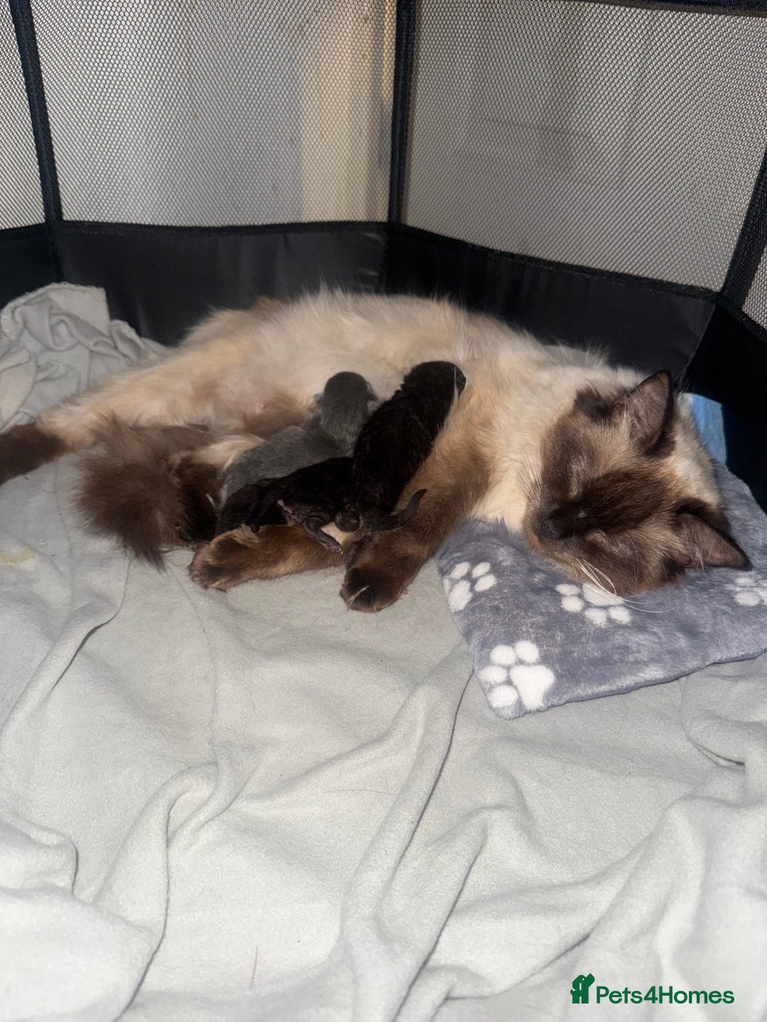 Ragdoll cats for sale: Beautiful Ragdoll X Kittens For Sale 🐾  - Image 24