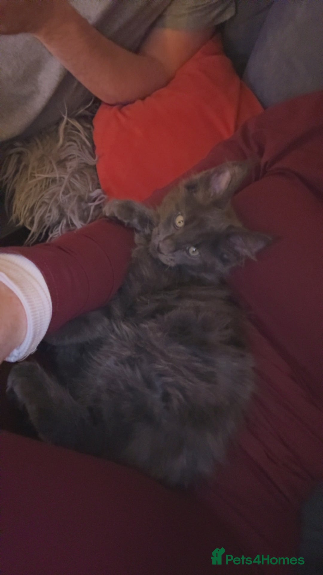 Maine Coon cats for sale: 6 remaining kittens - Advert 23