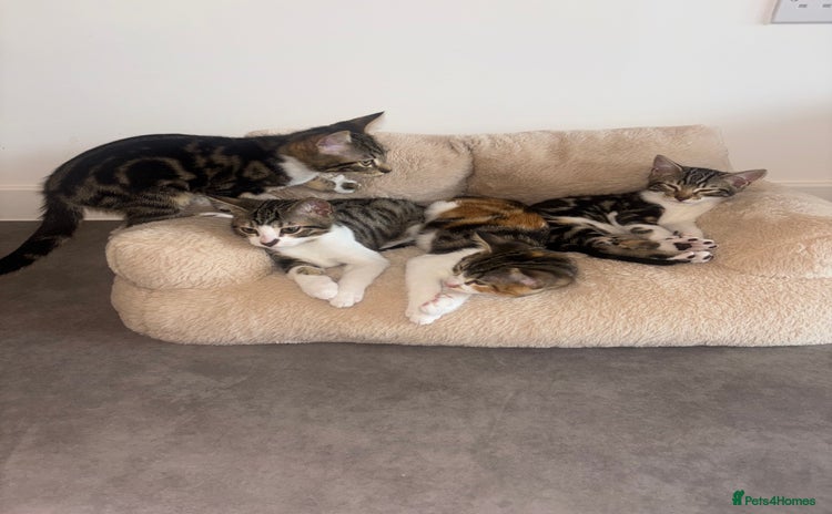 Bengal cats - Advert 5