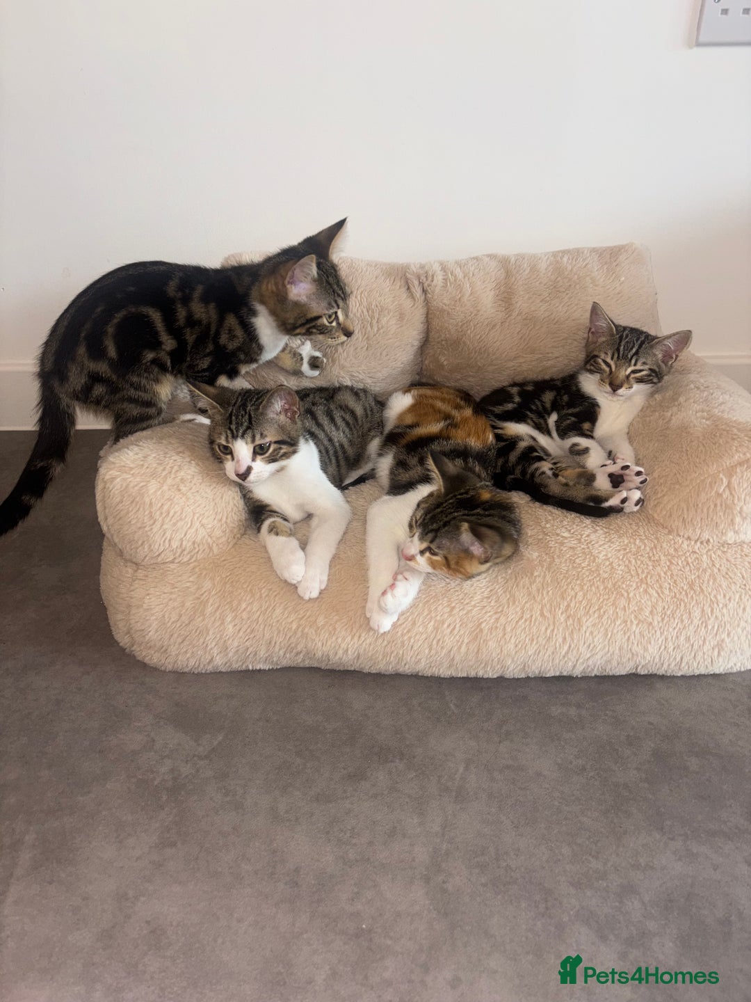 Bengal cats for sale: Kittens mixes bengal & calico  - Image 1