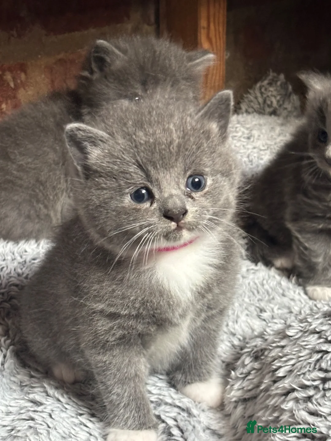 Ragdoll cats for sale: Ragdoll x British shorthair kittens - Advert 17