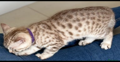 British Shorthair cats - Advert 3