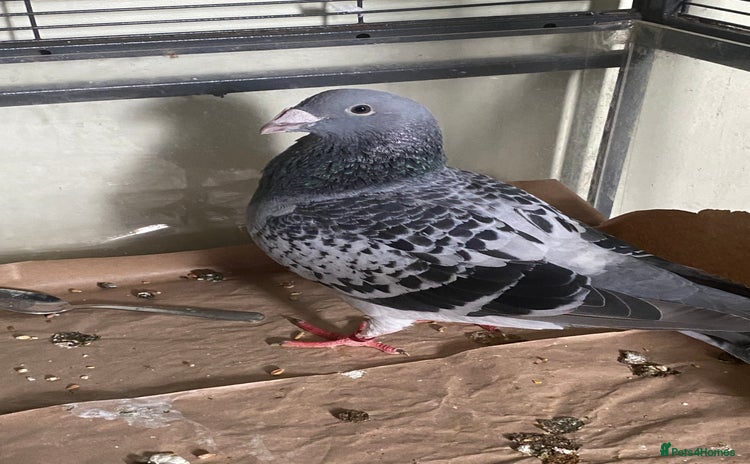Pigeons birds - Advert 1