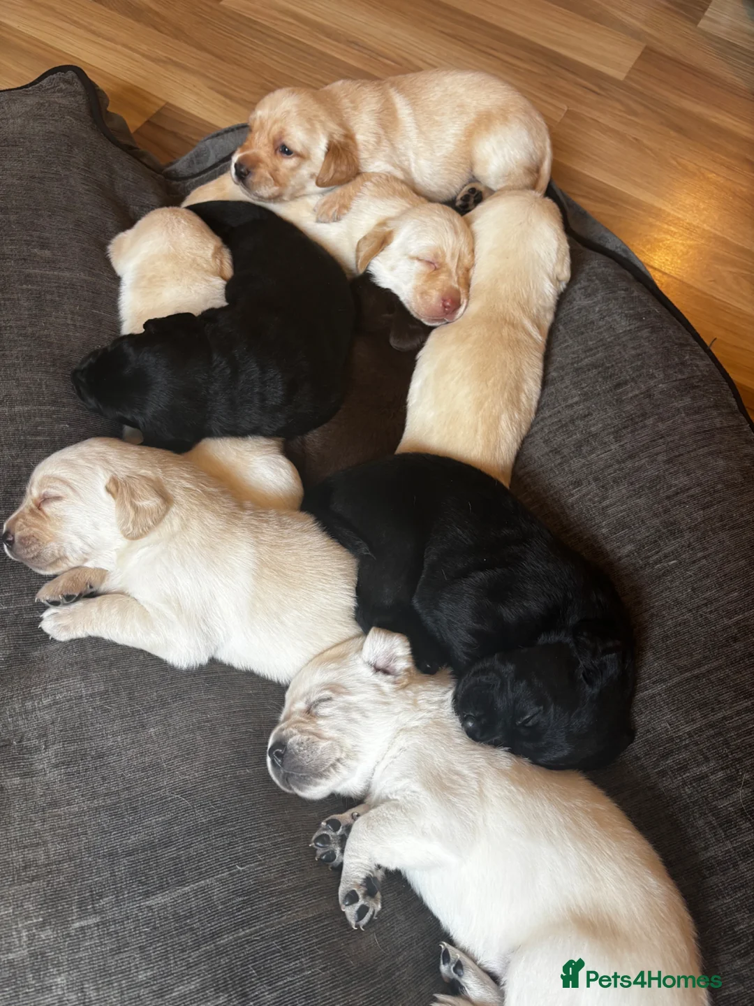 Labrador Retriever dogs for sale: 9 beautiful Labrador puppies  - Advert 11