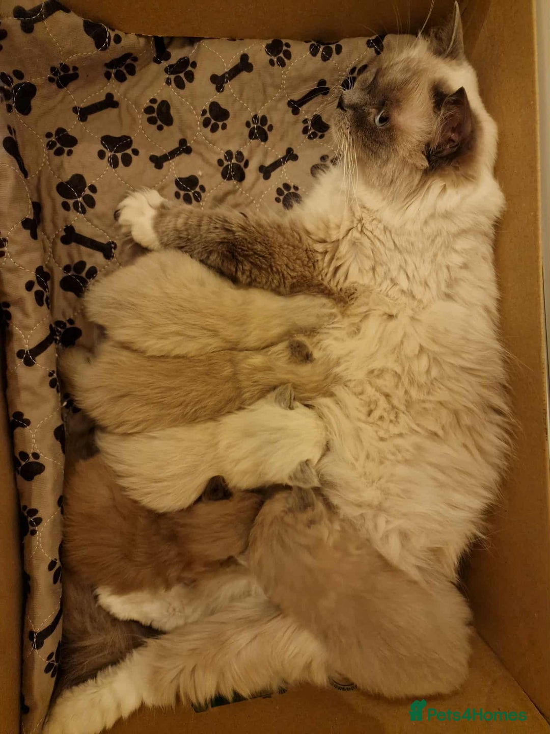 Ragdoll cats for sale: Stunning TICA Ragdoll Kittens - Mink, Sepia,  - Advert 11