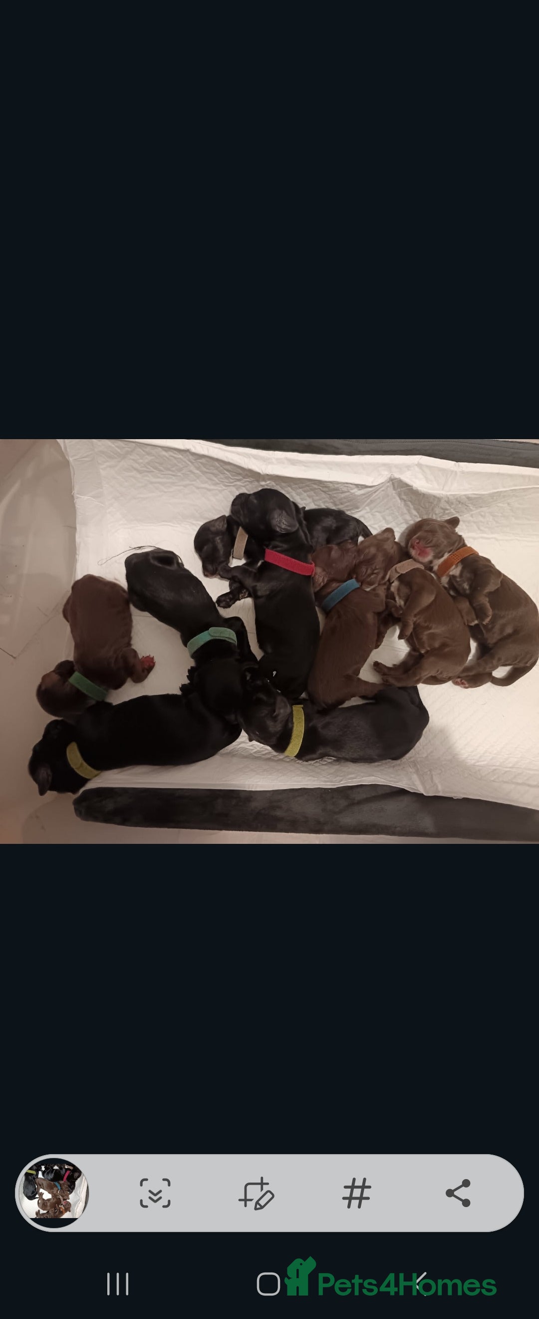 Cocker Spaniel dogs for sale: Cocker Spaniel Puppies (Leave December 1st🎄🐕💖) - Image 13
