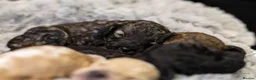 Mini Goldendoodle dogs for sale: Mini Goldendoodles - Advert 28
