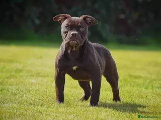 Olde English Bulldogge dogs 23 years experience 5⭐️Rated licensed - Advert 17