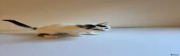 Mixed Breed cats for sale: 9 Adorable Mixed-Breed Kittens for Sale – £90  - Advert 27