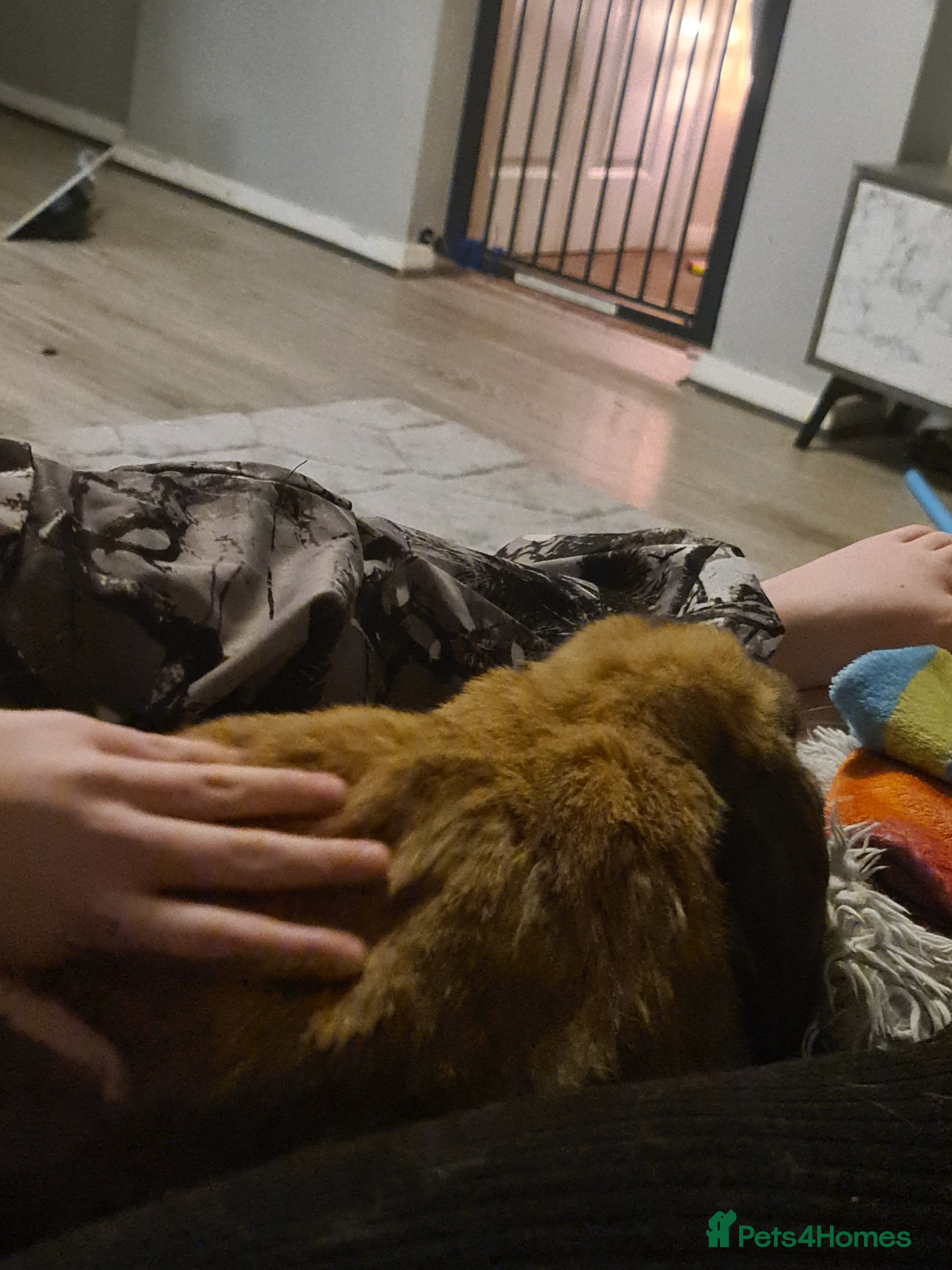 Mixed Breed rabbits Lovely bunny  - Advert 1