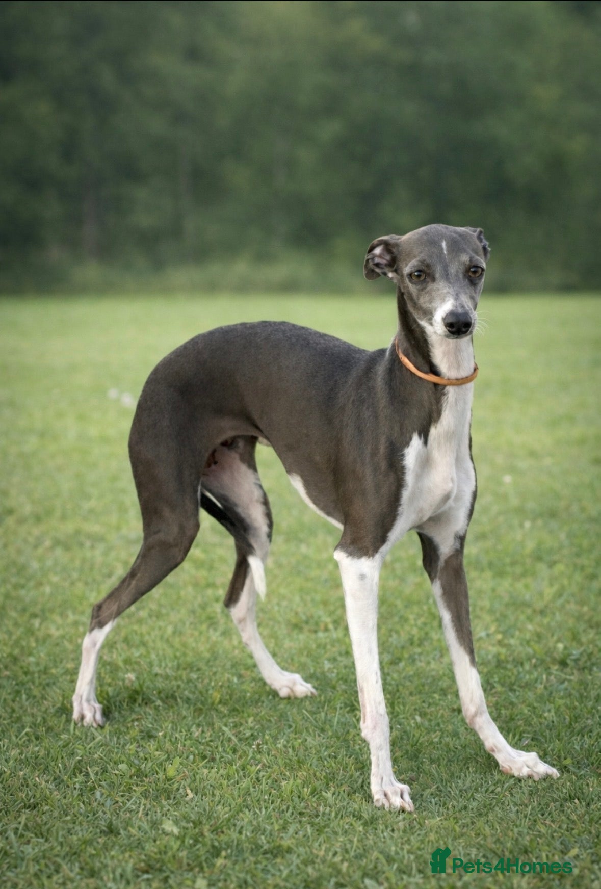 Italian Greyhound dogs Italian greyhound puppy’s  - Advert 2