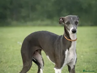 Italian Greyhound dogs Italian greyhound puppy’s - Advert 13
