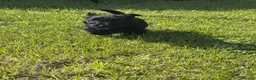 Scottish Terrier dogs for sale: Scottish terrier pups KC registered  - Advert 12