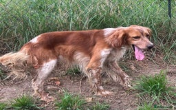 English Setter dogs for adoption: Piti  - Image 7