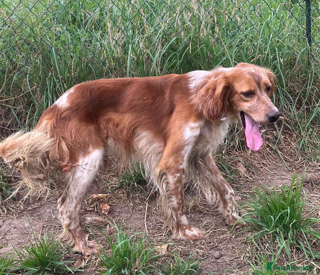 English Setter dogs for adoption: Piti  - Image 7
