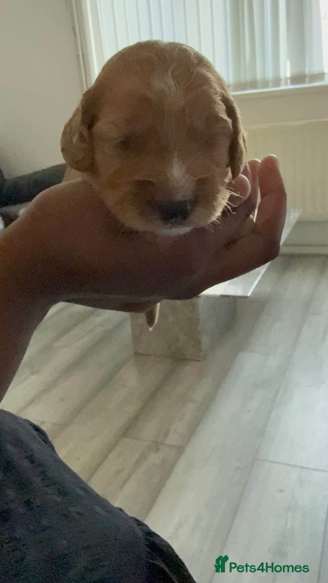 Cockapoo dogs for sale: 5 Beautiful Cockapoo Puppies  - Image 22
