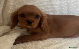 Cavalier King Charles Spaniel dogs for sale: Cavalier King Charles Spaniel Puppies ready now!!! - Image 11