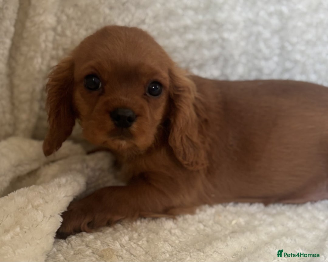 Cavalier King Charles Spaniel dogs for sale: Cavalier King Charles Spaniel Puppies ready now!!! - Image 11