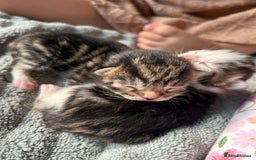 Mixed Breed cats for sale: Tri Colour Kittens - Image 4