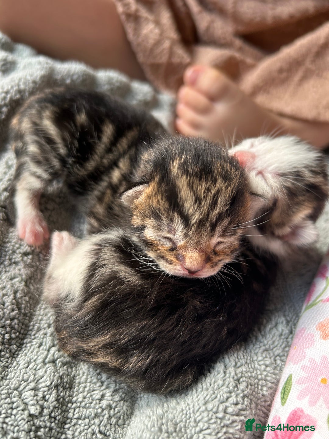 Mixed Breed cats for sale: Tri Colour Kittens - Image 4