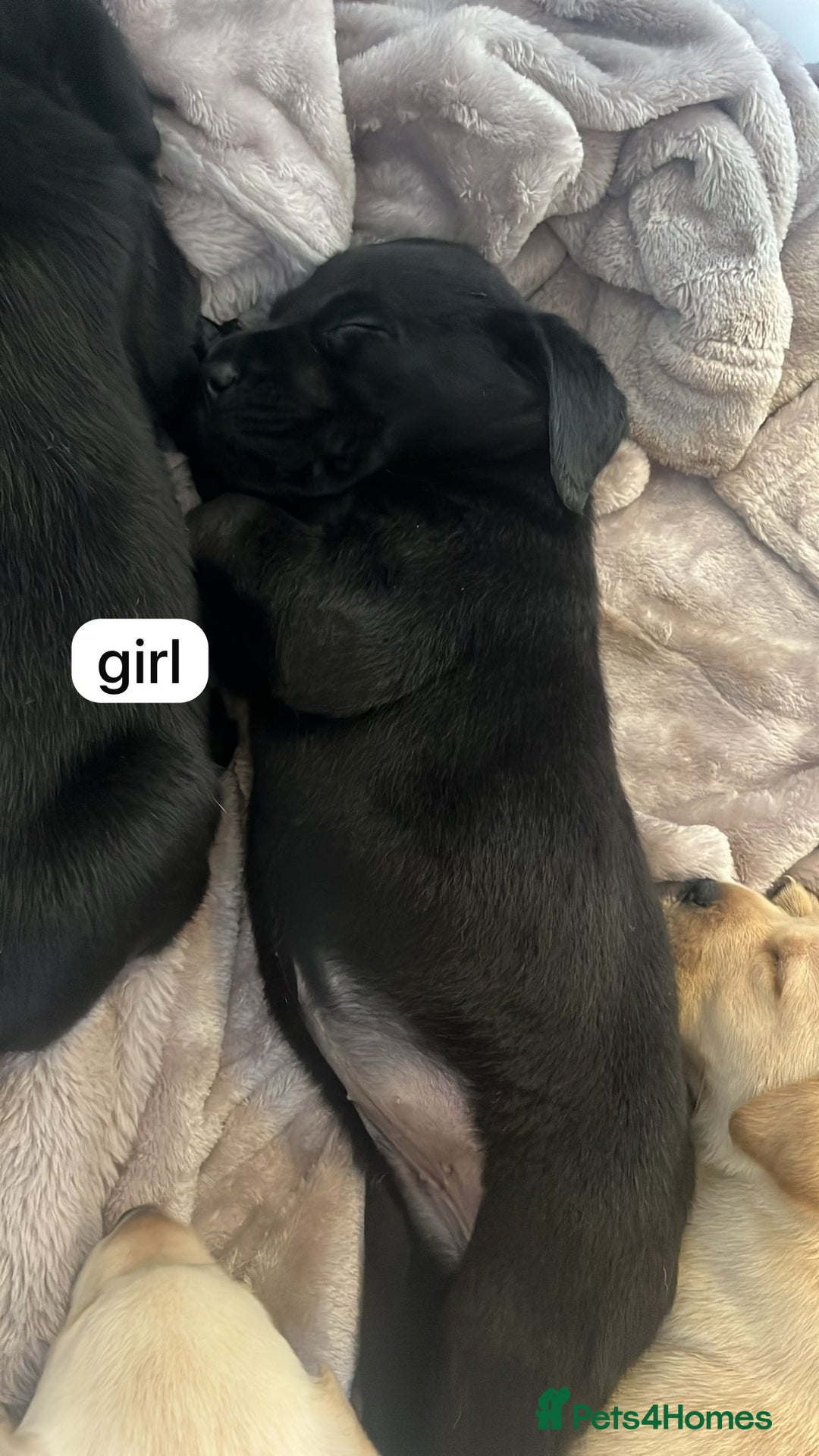 Labrador Retriever dogs for sale: Labrador puppies  - Image 13