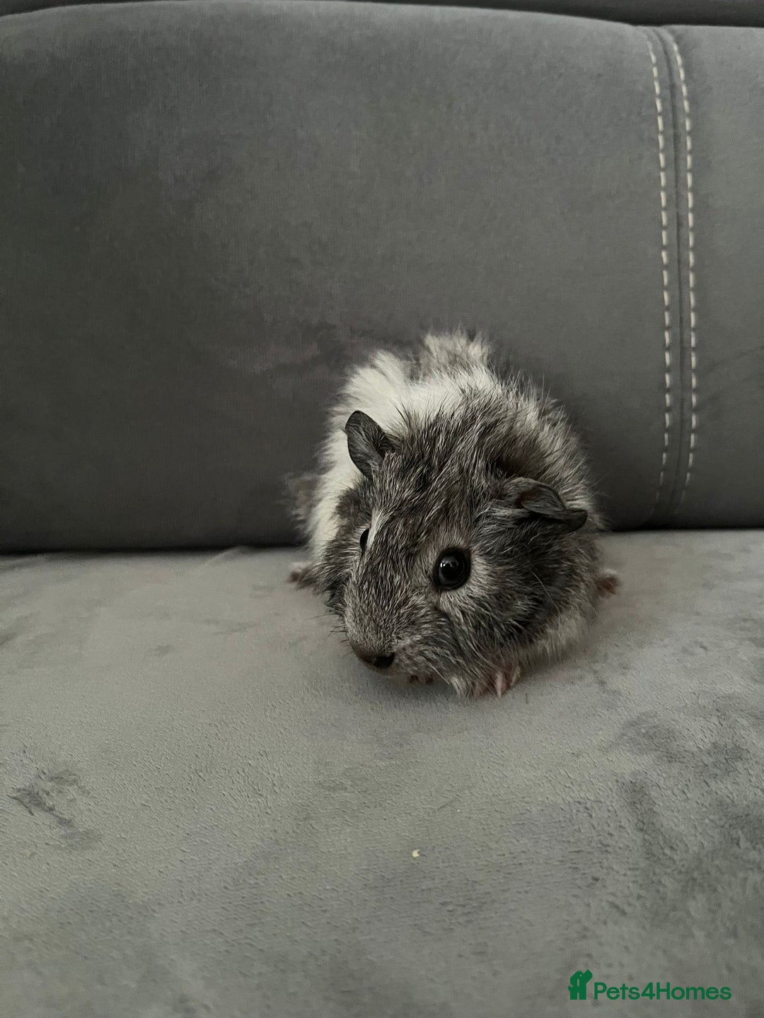 Guinea Pig rodents for sale: Baby Guinea pigs  - Advert 5