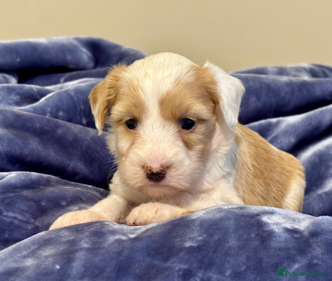 Tibetan Terrier dogs for sale: Stunning KC Reg Tibetan terrier Puppies  - Advert 3