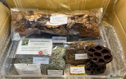 Mixed Breed invertebrates for sale: Isopods, Millipedes & Springtails - Image 19