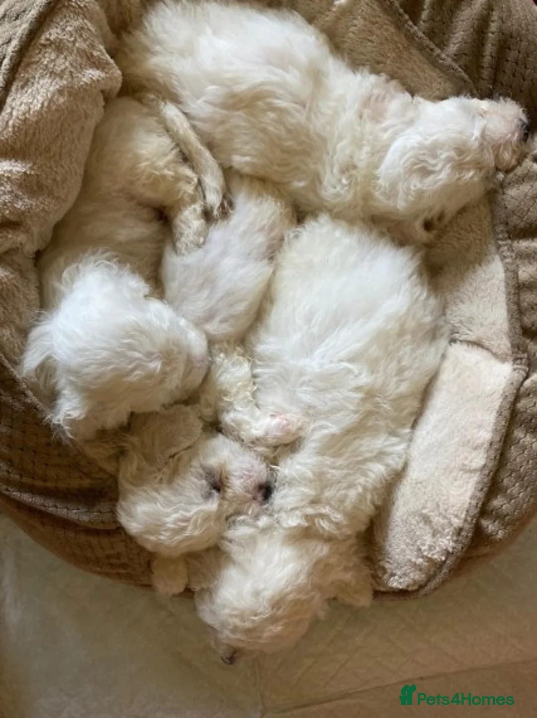 Bichon Frise dogs for stud: KC REGISTERED PROVEN STUD BEST BY FAR OVER 200 pu in Harlow - Advert 2