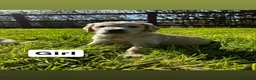 Golden Retriever dogs for sale: One girl remaining - Advert 15