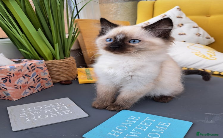 Ragdoll cats - Advert 1