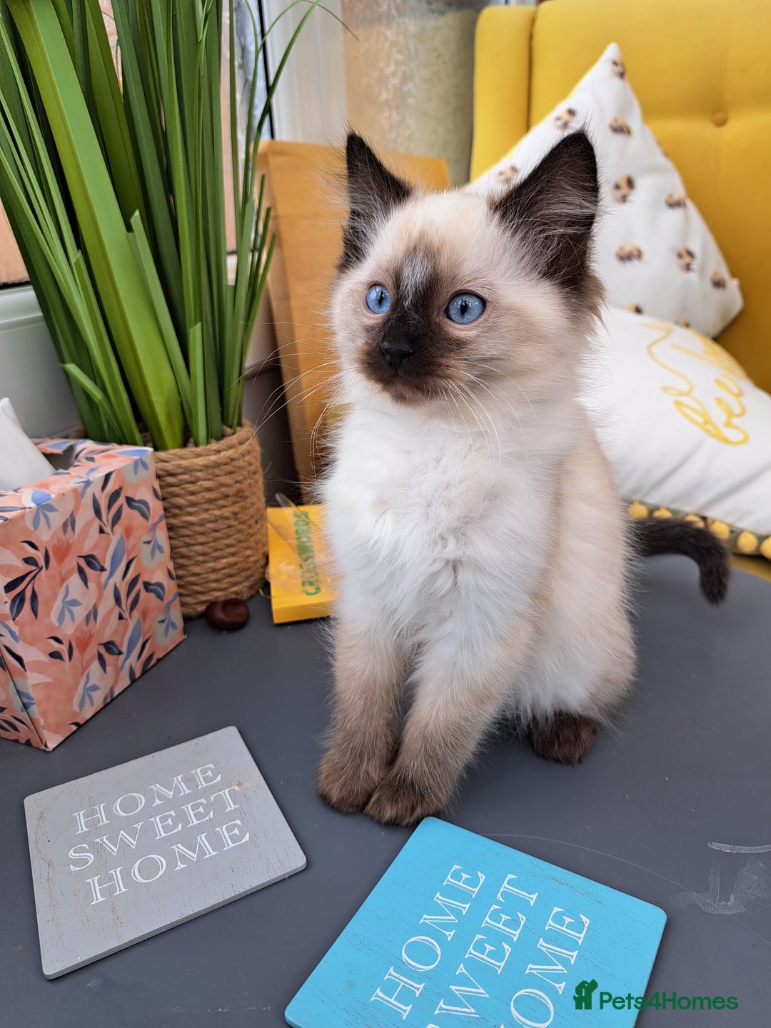 Ragdoll cats for sale: Ragdoll male kitten  milo very affectionate  - Image 1